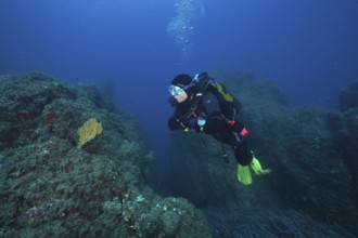 Diver with equipment looking at a solitary yellow gorgonian (Eunicella cavolinii) in an otherwise