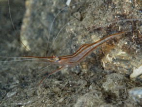 A reddish-brown shrimp with long antennae, unicorn shrimp (Plesionika narval), rests on a rock in