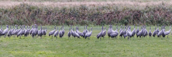 Cranes (Grus grus), Zingst Peninsula, Mecklenburg-Western Pomerania, Germany, Europe