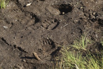 European brown bear (Ursus arctos) paw prints in soft ground, Lapland, Norway, Europe