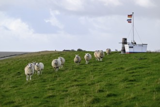 Sheep on a dyke, Pellworm Island, Schleswig-Holstein Wadden Sea National Park, North Frisia,