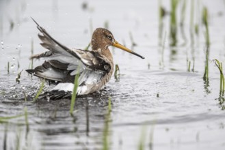 Black-tailed godwit (Limosa limosa), bathing, Lower Saxony, Germany, Europe