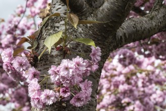 Japanese flowering cherry (Prunus serrulata Kanzan), Emsland, Lower Saxony, Germany, Europe