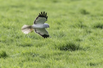 Hen harrier (Circus cyaneus), Emsland, Lower Saxony, Germany, Europe