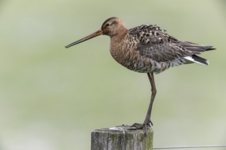 Black-tailed godwit (Limosa limosa), Lower Saxony, Germany, Europe