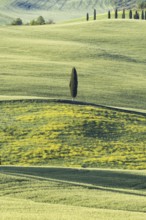 Landscape at sunrise around Pienza, Val d'Orcia, Orcia Valley, UNESCO World Heritage Site, Province