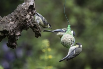 Great tits (Parus major) at the tit dumpling, Emsland, Lower Saxony, Germany, Europe