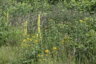 Dark mullein (Verbascum nigrum), Emsland, Lower Saxony, Germany, Europe