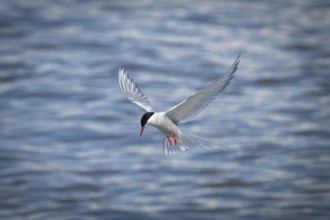 Arctic Arctic Tern (Sterna paradisea) in flight, Wadden Sea, North Frisia, Schleswig-Holstein,