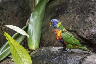 Rainbow lorikeet (Trichoglossus moluccanus), Emmen Zoo, Netherlands