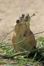 Black-tailed prairie dog (Cynomys ludovicianus), adult, feeding, foraging, Sonoran Desert, Arizona,