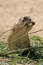 Black-tailed prairie dog (Cynomys ludovicianus), adult, feeding, foraging, Sonoran Desert, Arizona,