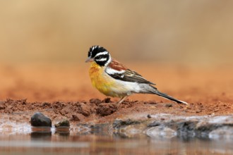 Golden-breasted Bunting (Emberiza flaviventris), adult, at the water's edge, Kruger National Park,