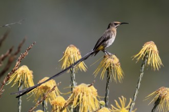 Cape Honeybird (Promerops cafer), adult, male, on flower, Protea, vigilant, Kirstenbosch Botanical