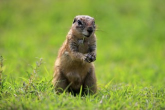 Cape ground squirrel (Xerus inauris), adult, alert, standing upright, feeding, Mountain Zebra