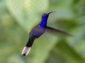 Purple hummingbird wing (Campylopterus hemileucurus), blue hummingbird sitting on a branch,