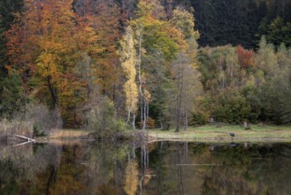 Autumn colours, autumn coloured trees are reflected in the water of the moor pond, Oberstdorf,