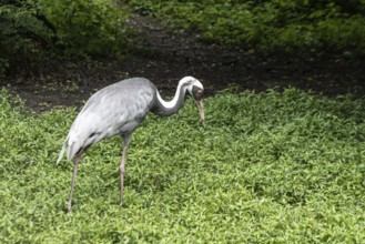 White-naped crane (Antigone vipio), Walsrode Bird Park, Lower Saxony, Germany, Europe