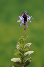 Piss-off plant (Plectranthus ornatus), cat repellent, flowering, Elllerstadt, Germany, Europe