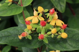 Sweet-amber (Hypericum androsaemum), flower, flowering, fruit, Germany, Europe