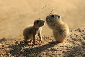 Black-tailed prairie dog (Cynomys ludovicianus), two young animals eating, siblings, North America