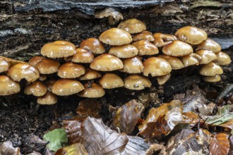 Sulphur tuft (Hypholoma fasciculare), Emsland, Lower Saxony, Germany, Europe