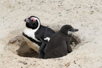 African penguin (Spheniscus demersus), adult with young, at the nest, Boulders Beach, Simonstown,