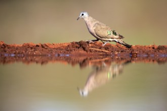 Emerald-spotted wood dove (Turtur chalcospilos), adult, at the water, Kruger National Park, Kruger