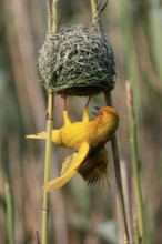 Eastern golden weaver (Ploceus subaureus), adult, male, at the nest, mating, Saint Lucia Estuary,