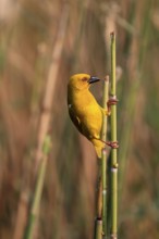 Eastern golden weaver (Ploceus subaureus), adult, male, auto-waiting, alert, preparing nest, Saint