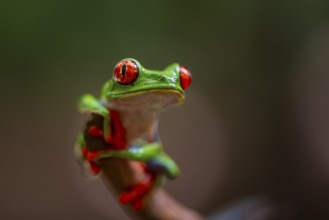 Red-eyed tree frog (Agalychnis callidryas), sitting on a branch, Heredia province, Costa Rica,