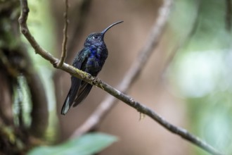 Purple hummingbird wing (Campylopterus hemileucurus), blue hummingbird sitting on a branch,