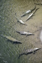 American crocodiles (Crocodylus acutus) swimming in the water, from above, Rio Tarcoles, Carara