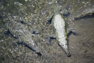 American crocodiles (Crocodylus acutus) swimming in the water, from above, Rio Tarcoles, Carara