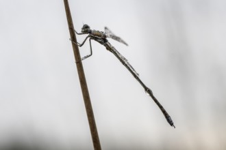 Lestes virens (Lestes virens), Emsland, Lower Saxony, Germany, Europe