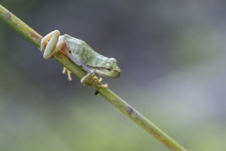 Tree frog (Hyla arborea), Lower Saxony, Germany, Europe