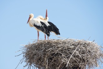 White storks (Ciconia ciconia) on the nest, Algarve, Portugal, Europe