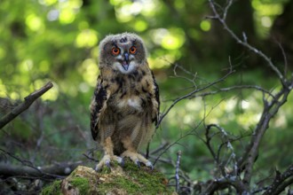 Eurasian Eagle-owl (Bubo bubo), juvenile, subadult, sitting on rocks, alert, calling, Eifel,