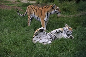 Siberian tiger (Panthera tigris altaica), adult, pair, social behaviour, captive