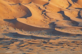 Sand dunes in the Rub Al Khali desert, the world's largest sand desert, Empty Quarter, Oman, Asia