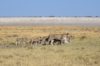 Lions (Panthera leo), two adult females with many cubs, animal family, Nebrowni waterhole, Etosha