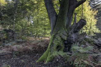 Old copper beech (Fagus sylvatica) and bracken fern (Pteridium aquilinum), Emsland, Lower Saxony,