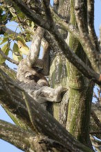 Brown throated Three toed Sloth, Bradypus variegatus, in a tree with juvenile, Amazon basin,