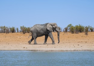 African elephant (Loxodonta africana), male at waterhole, savannah with orange-coloured sand,