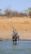 Gemsbok (Oryx gazella) standing in the water, waterhole in dry savannah with orange-coloured sand,