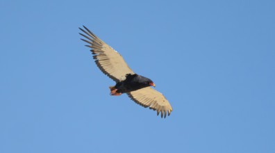 Bateleur (Terathopius ecaudatus), adult, in flight against a blue sky, Etosha National Park,