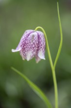 Snake's head fritillary (Fritillaria meleagris), Emsland, Lower Saxony, Germany, Europe