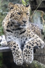 Amur leopard (Panthera pardus orientalis), portrait, Nordhorn Zoo, Lower Saxony, Germany, Europe