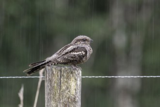 Nightjar, nightjar (Caprimulgus europaeus) sitting on a pasture fence, Emsland, Lower Saxony,