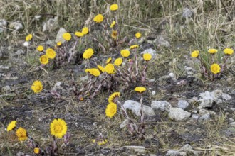 Coltsfoot (Tussilago farfara), Emsland, Lower Saxony, Germany, Europe